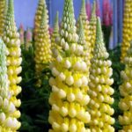 Lupin / Lupinus West Country™ 'Desert Sun' Perennial XXL Supersize Plug Plants Pack x3