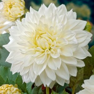 Dahlia Dinnerplate 'White Perfection' Quality Bulb/Tuber Pack x2 Tubers