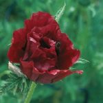 Poppy Papaver Orientale ‘Royal Chocolate Distinction' Bare Root Perennial Pack x1