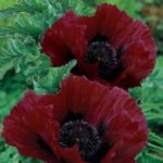 Poppy Papaver Orientale ‘Royal Chocolate Distinction' Bare Root Perennial Pack x1