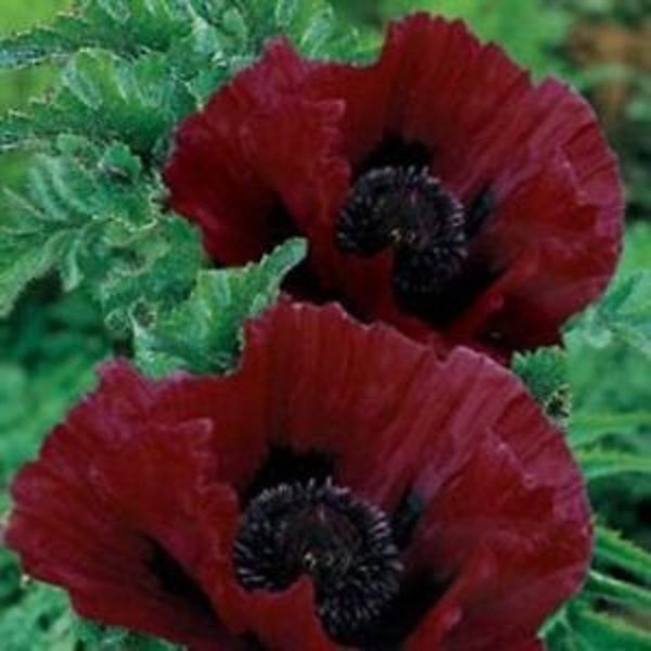Poppy Papaver Orientale ‘Royal Chocolate Distinction' Bare Root Perennial Pack x1