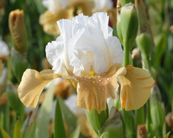 German Iris Germanica 'Pumpkin Cheesecake' (Bearded Iris) Rhizome Pack x1