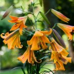 Lilium 'African Queen' (Trumpet Lily) Pack x1 Bulb/Corm/Tuber