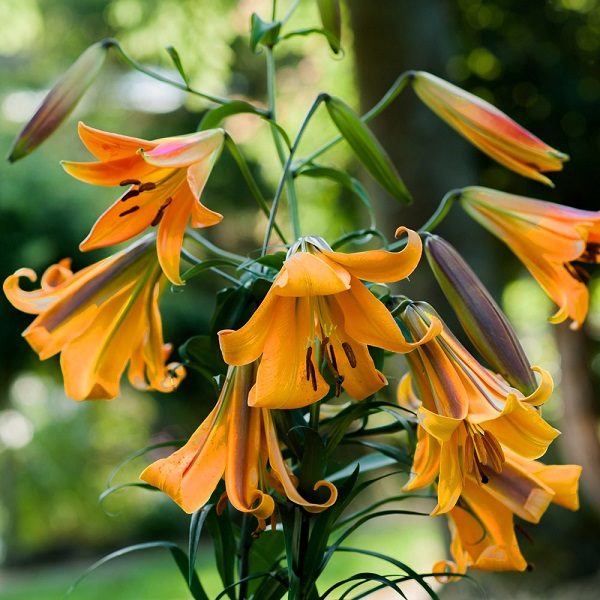 Lilium 'African Queen' (Trumpet Lily) Pack x1 Bulb/Corm/Tuber