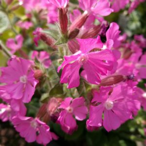 Silene x Robotii 'Rollies Favourite' Perennial LARGE Plug Plants Pack x3