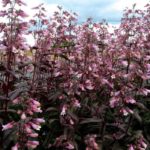 Penstemon 'Dark Towers' Perennial XXL Supersize Plug Plants Pack x3