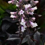 Penstemon 'Dark Towers' Perennial XXL Supersize Plug Plants Pack x3