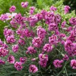 Dianthus 'Laced Monarch' Perennial Garden Plug Plants Pack x6