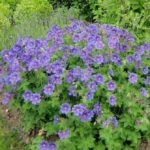 Hardy Geranium Himalayense 'Baby Blue' Perennial XXL Supersize Plug Plants Pack x3