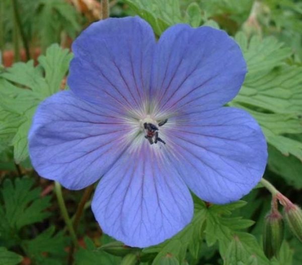 Hardy Geranium Himalayense 'Baby Blue' Perennial XXL Supersize Plug Plants Pack x3