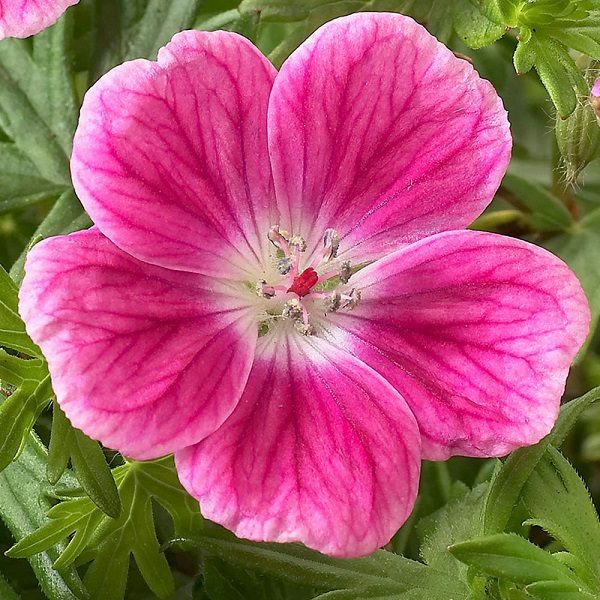 Hardy Geranium Sanguineum 'Elke' Perennial XXL Supersize Plug Plants Pack x3