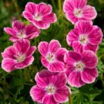 Hardy Geranium Sanguineum 'Elke' Perennial XXL Supersize Plug Plants Pack x3