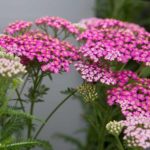 Achillea Millefolium 'Pretty Belinda' Perennial XXL Supersize Plug Plants Pack x3