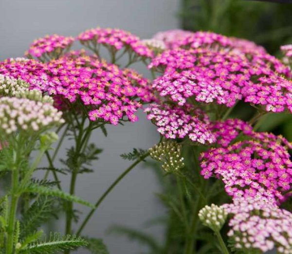 Achillea Millefolium 'Pretty Belinda' Perennial XXL Supersize Plug Plants Pack x3