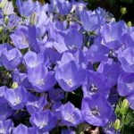 Campanula Carpatica 'Rapido Blue' Perennial (LARGE) Plug Plants Pack x6