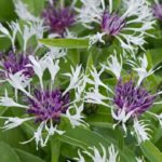 Centaurea Montana 'Lavender Mist' Perennial (LARGE) Plug Plants Pack x6