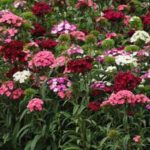 Sweet William Dianthus Barbatas 'Dash' Mix (LARGE) Plug Plants Pack x6