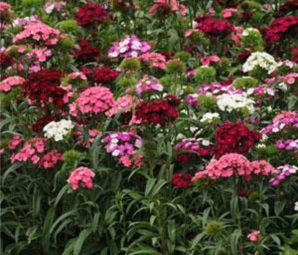 Sweet William Dianthus Barbatas 'Dash' Mix (LARGE) Plug Plants Pack x6