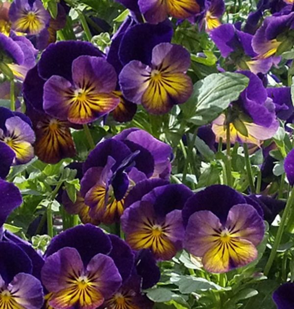Viola Cornuta Celestial™ Northern Lights Perennial Alpine Plug Plants Pack x6