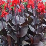 Canna Lily Bronze/Black Leaf 'Black Knight' Bulb/Tuber/Rhizome Pack x1