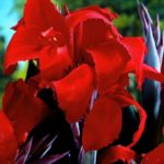 Canna Lily Bronze/Black Leaf 'Black Knight' Bulb/Tuber/Rhizome Pack x1