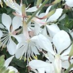 Gaura Linheimeri Gambit® 'White' Perennial Garden Flowering Plug Plants Pack x6