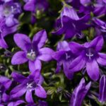 Campanula Portenschlagiana 'Clockwise™ Deep Blue' Perennial Plug Plants Pack x6