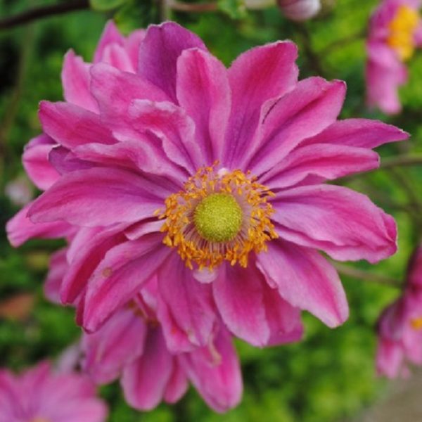 Anemone Japanese Hupehensis 'Prinz Heinrich' Perennial LARGE Plug Plants Pack x3