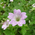 Hardy Geranium × Oxonianum 'Lace Time' Perennial XXL Supersize Plug Plants Pack x3