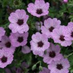 Hardy Geranium Cinereum 'Ballerina®' Perennial XXL Supersize Plug Plants Pack x3