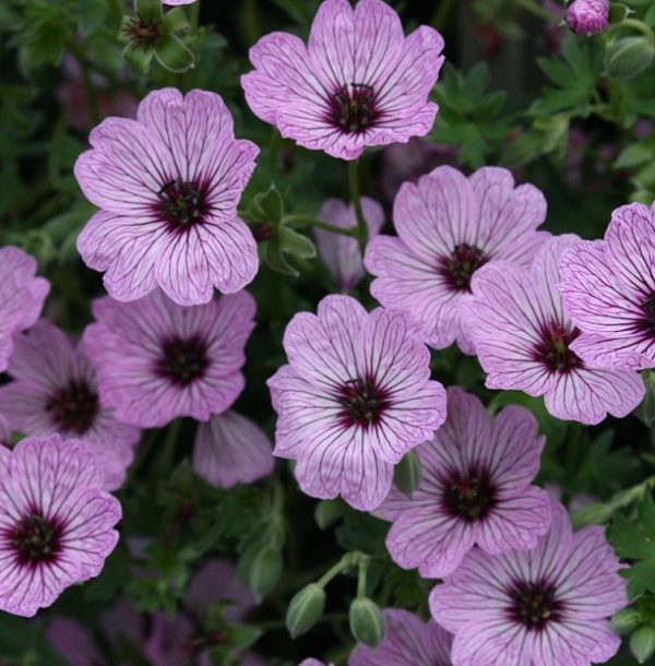 Hardy Geranium Cinereum 'Ballerina®' Perennial XXL Supersize Plug Plants Pack x3