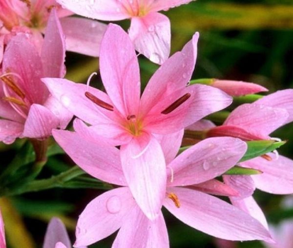 Hesperantha 'Simply Pink' Kaffir/Flag Lily Perennial XXL Supersize Plug Plants Pack x3
