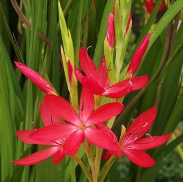 Hesperantha 'Oregon Sunset' Kaffir/Flag Lily Perennial XXL Supersize Plug Plants Pack x3