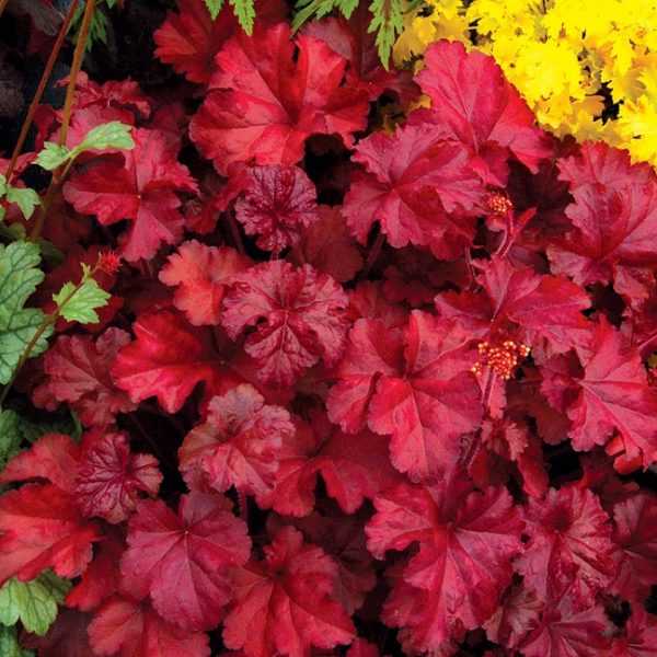 Heuchera 'Fire Chief' Perennial Garden XXL Supersize Plug Plants Pack x3