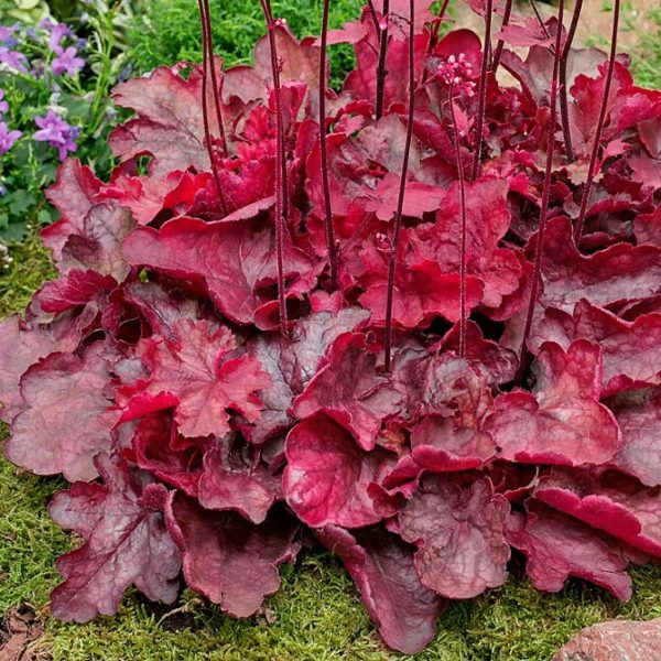 Heuchera 'Fire Chief' Perennial Garden XXL Supersize Plug Plants Pack x3