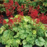 Heuchera CITY™ 'Tokyo Perennial Garden XXL Supersize Plug Plants Pack x3