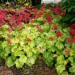 Heuchera CITY™ 'Tokyo Perennial Garden XXL Supersize Plug Plants Pack x3