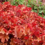 Heuchera x Hybrida 'Peach Flambre' Perennial XXL Supersize Plug Plants Pack x3