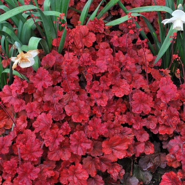 Heuchera x Hybrida 'Cherry Cola' Perennial XXL Supersize Plug Plants Pack x3