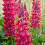 Lupin / Lupinus West Country™ 'Red Rum' Perennial XXL Supersize Plug Plants Pack x3