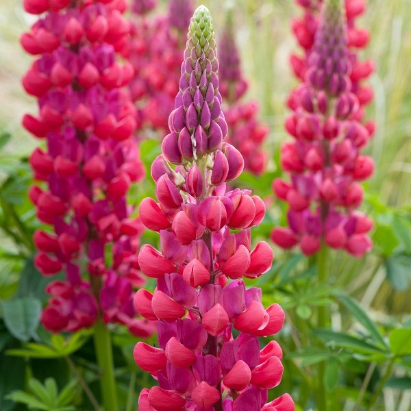 Lupin / Lupinus West Country™ 'Red Rum' Perennial XXL Supersize Plug Plants Pack x3