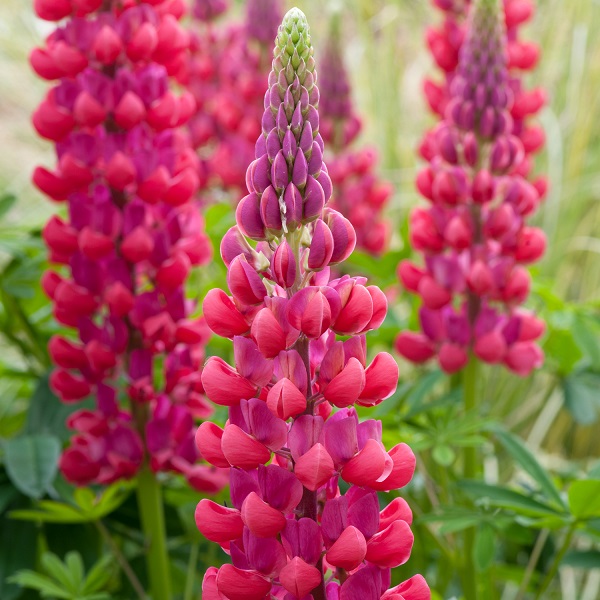 Lupin / Lupinus West Country™ 'Red Rum' Perennial XXL Supersize Plug ...