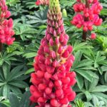 Lupin / Lupinus West Country™ 'Red Rum' Perennial XXL Supersize Plug Plants Pack x3