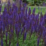 Salvia Nemorosa Lyrical™ Blues (Large) Perennial Plug Plants Pack x6