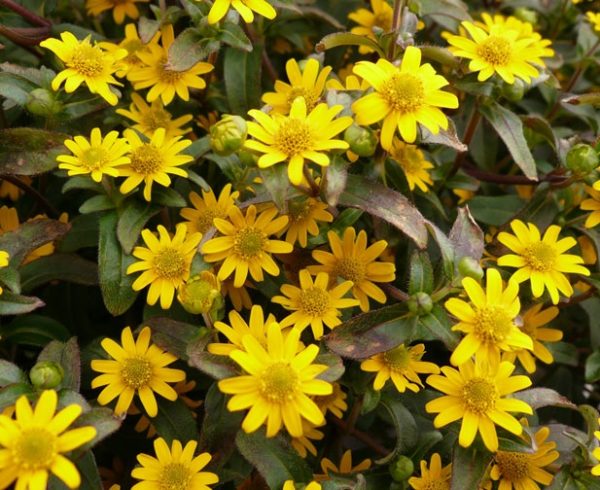 Sanvitalia Solaris® Yellow Sun (Creeping Zinnia) Plug Plants Pack x6