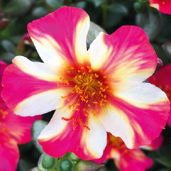 Portulaca Imagine® 'Pink & Creme' Summer Plug Plants Pack x6