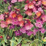 Erysimum 'Stars and Stripes' Perennial Wallflower (Large) Plug Plants Pack x6