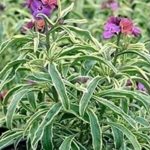 Erysimum 'Stars and Stripes' Perennial Wallflower (Large) Plug Plants Pack x6