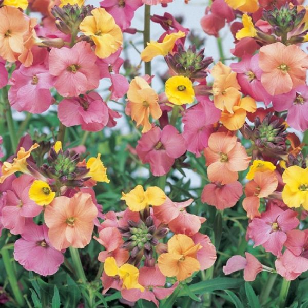 Erysimum 'Pastel Patchwork' Perennial Wallflower (Large) Perennial Plug Plants Pack x6