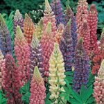 Lupin / Lupinus Gallery Mixed' LARGE Perennial Plug Plants Pack x6